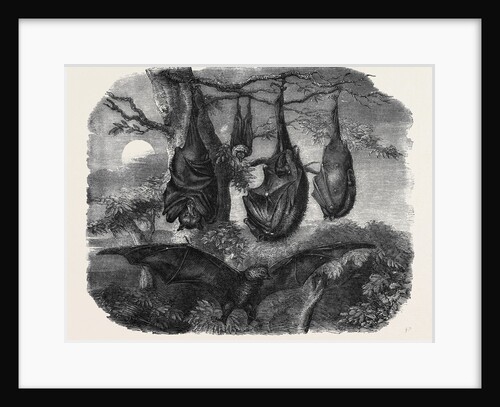 Flying Foxes Recently Added to the Zoological Society's Gardens Regent's Park by Anonymous