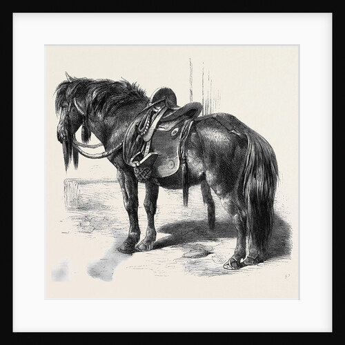 Japanese Horse by Anonymous