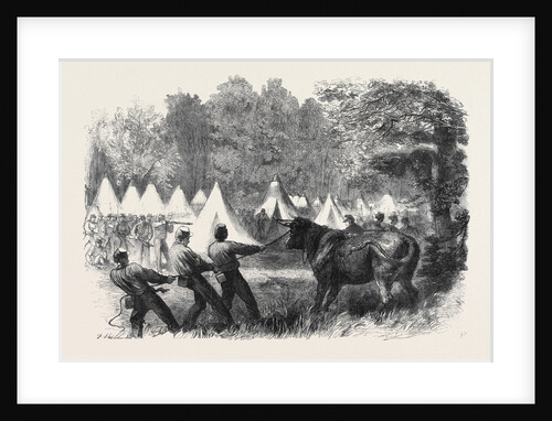 The War in America: Quartermaster's Department Killing Bullocks in the Federal Camp Virginia by Anonymous