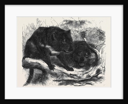 The Ursine Dasyure or Tasmanian Devil (Dasyurus Ursinus) by Anonymous