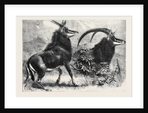 Sable Antelope from Southern Africa Recently Added to the Zoological Society's Gardens Regent's Park by Anonymous
