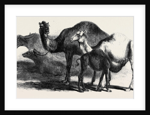 Buffaloes and Camels from the Royal Domain of San Bossore Animals at the Florence Exhibition by Anonymous