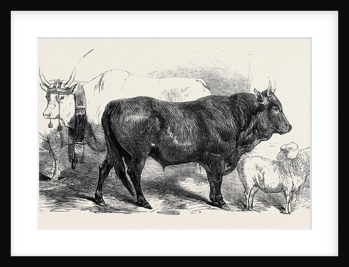 Pair of Oxen from the Royal Domain of the Val Di Chiana by Anonymous