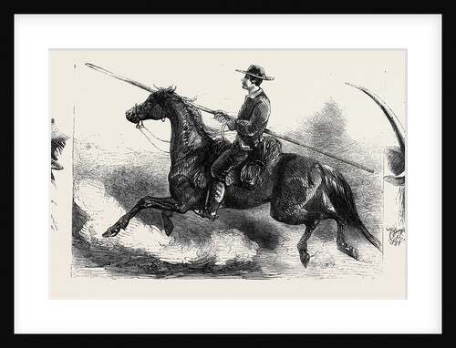 Left: Bull from Prato Centre: Tuscan Maremme or Herdsman Right: Mountain Race (Dark Grey Bull) Animals at the Florence Exhibition by Anonymous