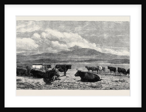 Cattle on the Sands Near Port Madoc North Wales, in Mr. Flatou's Collection by Anonymous