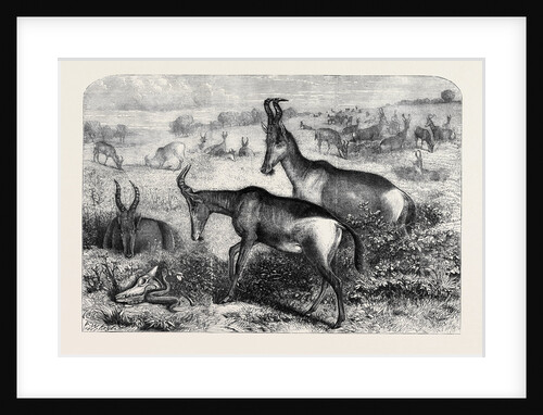 Hartebeeste Antelopes by Anonymous
