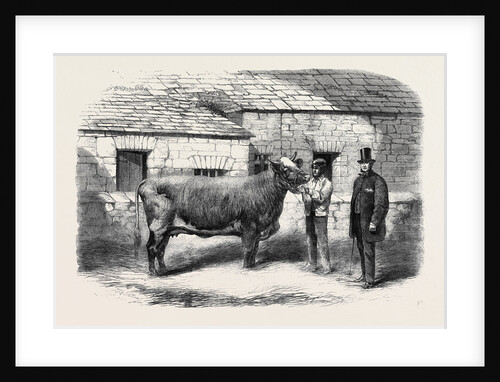 Captain Gunter's Duchess 77th First Prize Cow at the Royal Agricultural Society's Show at Leeds by Anonymous