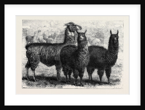 Mr. Ledger's Alpacas and Llamas at Sophienburg the Seat of Mr. Atkinson New South Wales by Anonymous