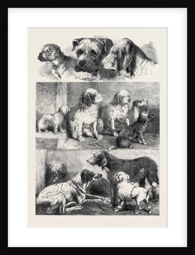 Prize Dogs from the Exhibition of Sporting and Other Dogs Held Last Week at Birmingham December 14 1861 by Anonymous