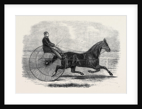 Jackey the Winner of the Late Aintree Trotting Stakes at Liverpool by Anonymous