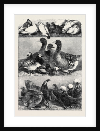 Prize Poultry and Pigeons at the Birmingham Exhibition by Anonymous