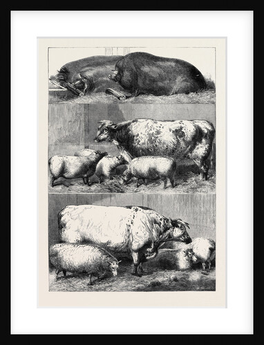 Prize Cattle at the Smithfield Club Cattle Show by Anonymous