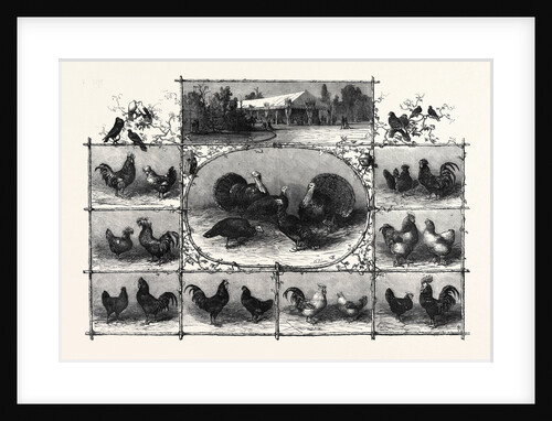 Exhibition of Poultry at the Jardin D'Acclimatation Paris 1868 by Anonymous