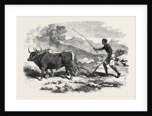 The Abyssinian Expedition: A Native Ploughing in the Province of Tigre 1868 by Anonymous