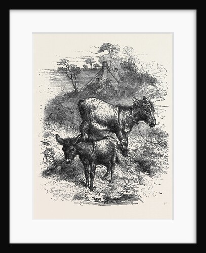 The Poetry of Nature: The Young Ass by Anonymous