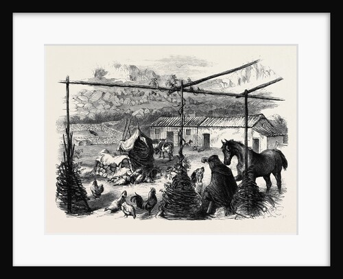 Garibaldi's Farmyard Caprera by Anonymous