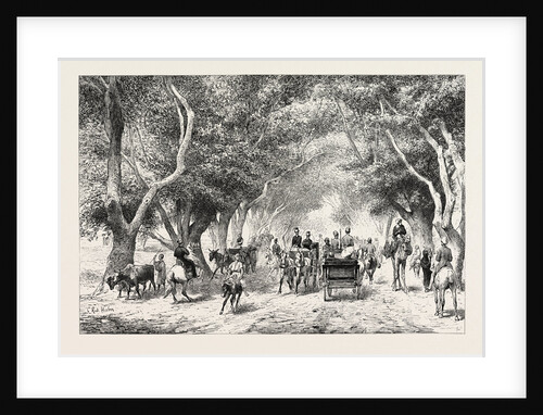 The Avenue at Shoobra, Egypt, Engraving 1879 by Anonymous