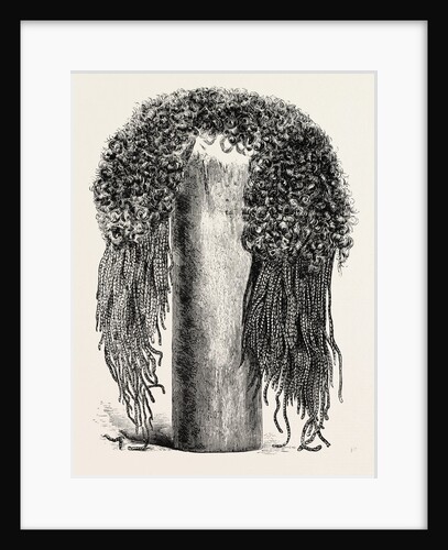 Old Egyptian Lady's Wig by Anonymous