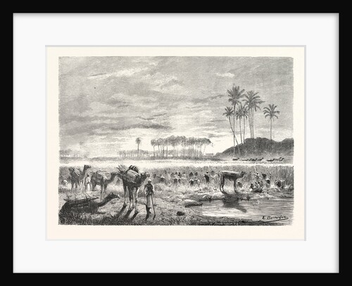 Sugar-cane Harvest by Anonymous