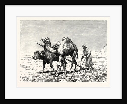 A Fellah Ploughing by Anonymous