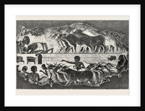 Herd of Cattle Brought Before Their Owner by Anonymous