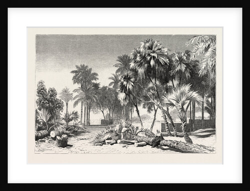 Date and Doom Palms by Anonymous