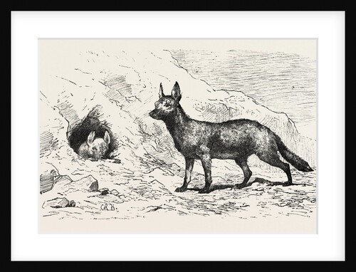 Egyptian Wolf by Anonymous