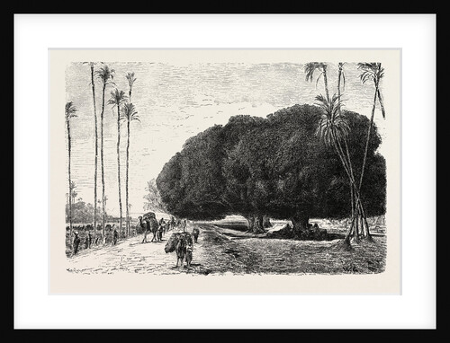 Palm and Sycamore by Anonymous