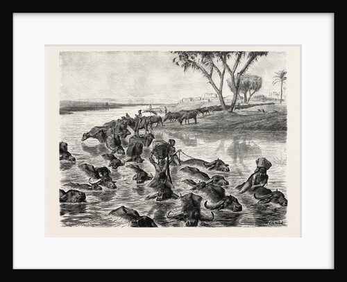Buffaloes Watered in the Nile by Anonymous