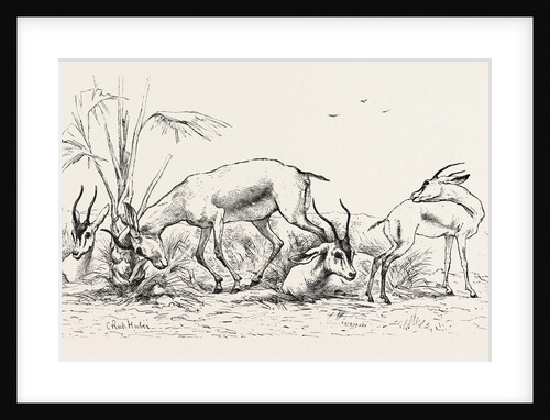Group of Gazelles by Anonymous