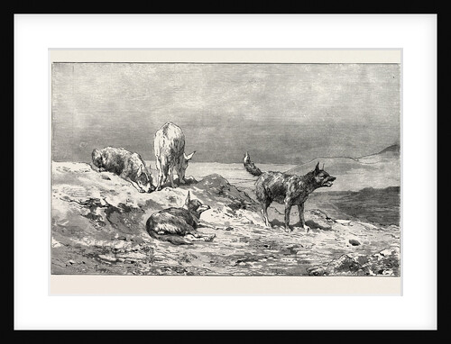 Village Dogs by Anonymous