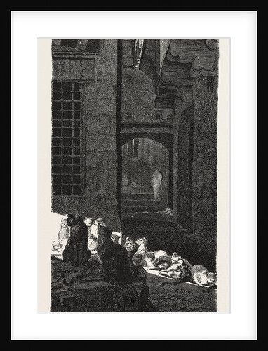 A Congress of Cats in the Sun by Anonymous