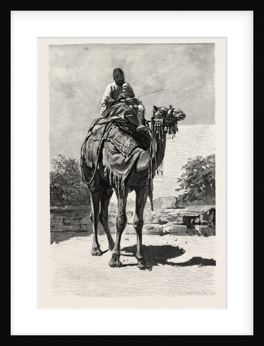 Camel Rider by Anonymous