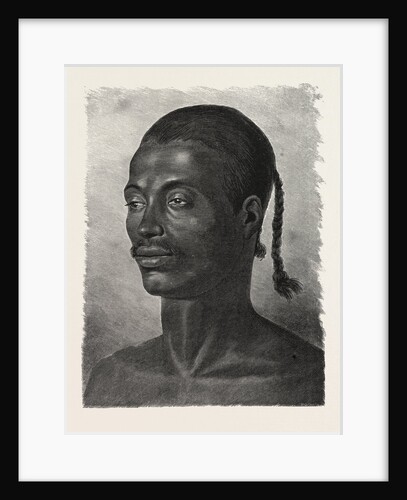 Abyssinian by Anonymous