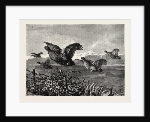 A Covey of Partridges by Anonymous