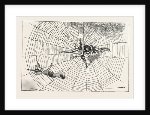 The Spider and the Fly by Anonymous