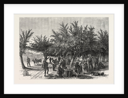 The Apple Harvest in Jersey, 1865 by Anonymous