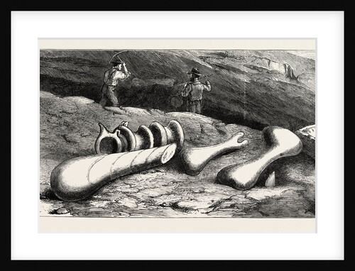 Remains of Gigantic Antediluvian Animals Recently Discovered in the Rocky Mountains, Colorado by Anonymous