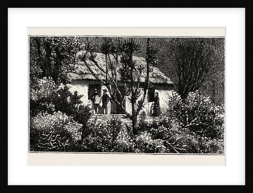 A Cottage in the Bush, Cape Colony, South Africa by Anonymous