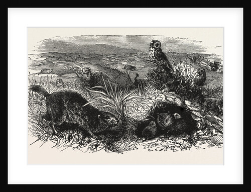 Prairie Dogs and Owls, Buenos Ayres, Trinidad and Tobago by Anonymous