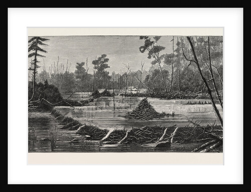 The Introduction of Beavers Into England, a Beaver Lodge and Dam by Anonymous