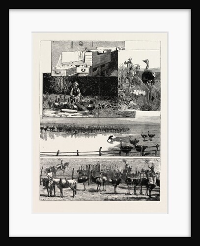 Ostrich Farming at Heatherton, Near Grahamstown, South Africa by Anonymous