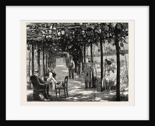 Vinery of Maracitja, at Emboma, Congo River, Coast of Africa by Anonymous