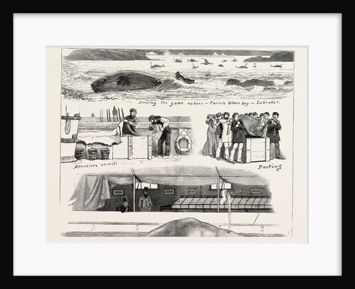 The Whale at the Westminster Aquarium, London by Anonymous