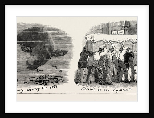 The Whale at the Westminster Aquarium, London by Anonymous