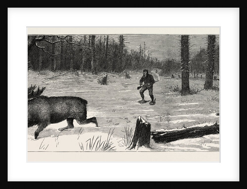 Moose Stalking, the Moose Surprised by Anonymous