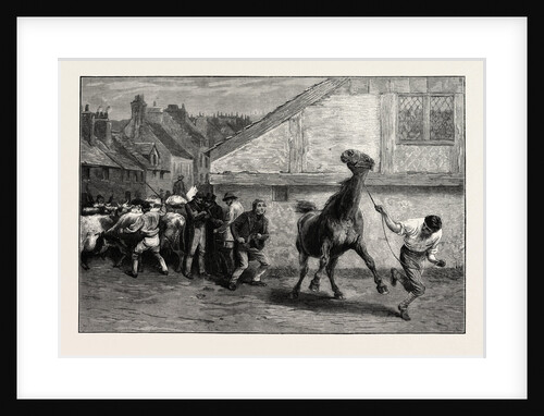 Warranted Quiet to Ride or Drive, 1873; a Horse by Anonymous