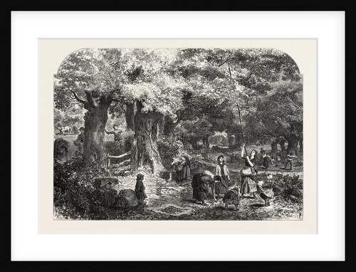 Gathering Acorns, 1868 by Anonymous