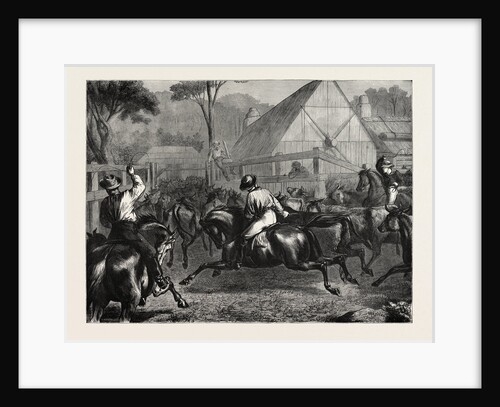 Mustering Cattle in Australia, 1871 by Anonymous