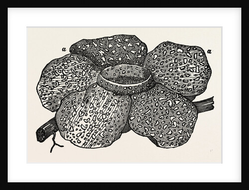 The Largest Flower by Anonymous